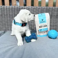 OLAF, a male Golden Retriever and English Cream Golden Retriever for sale in Portland, OR – Photo 5 of 5