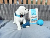 SKY, a male Golden Retriever and English Cream Golden Retriever for sale in Portland, OR – Photo 5 of 5