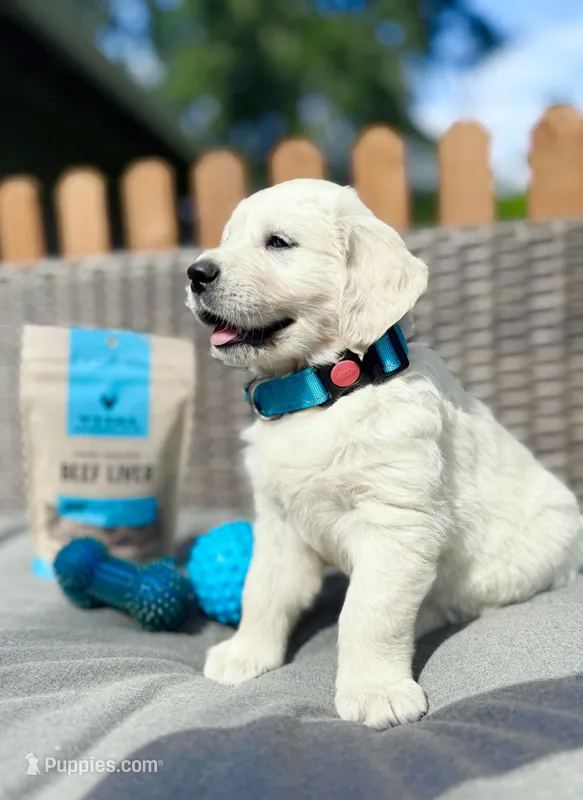 SKY, a male Golden Retriever and English Cream Golden Retriever for sale in Portland, OR – Photo 1 of 5