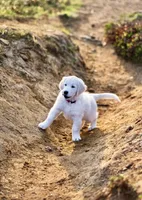 Precious Pearl, a female Golden Retriever and English Cream Golden Retriever for sale in Portland, OR – Photo 2 of 4