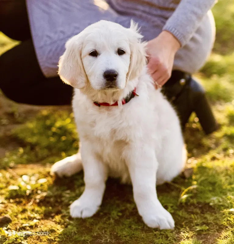Precious Pearl – Golden Retriever, English Cream Golden Retriever puppy for sale in Portland, OR