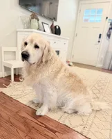 Rocky Cove, a male Golden Retriever and English Cream Golden Retriever for sale in Portland, OR – Photo 7 of 7