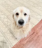 Rocky Cove, a male Golden Retriever and English Cream Golden Retriever for sale in Portland, OR – Photo 2 of 7