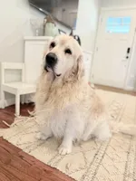 Rocky Cove, a male Golden Retriever and English Cream Golden Retriever for sale in Portland, OR – Photo 6 of 7