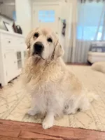 Rocky Cove, a male Golden Retriever and English Cream Golden Retriever for sale in Portland, OR – Photo 4 of 7