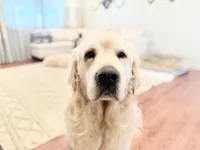 Rocky Cove, a male Golden Retriever and English Cream Golden Retriever for sale in Portland, OR – Photo 3 of 7