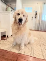 Rocky Cove, a male Golden Retriever and English Cream Golden Retriever for sale in Portland, OR – Photo 5 of 7