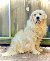 Rocky Cove, a male Golden Retriever and English Cream Golden Retriever for sale in Portland, OR – Photo 1 of 7