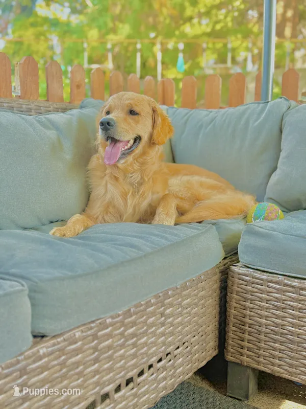 Louie – Golden Retriever, English Cream Golden Retriever puppy for sale in Portland, OR