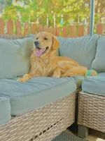 Louie, a male Golden Retriever and English Cream Golden Retriever for sale in Portland, OR – 1 of 4
