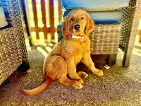 Mocha, a female Golden Retriever for sale in Portland, OR – 7 of 7