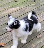 Puff boy AKC, a male Chinese Crested for sale in Mount Olive, NC – Photo 2 of 10