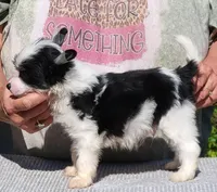 Puff boy AKC, a male Chinese Crested for sale in Mount Olive, NC – Photo 5 of 10