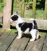 Puff boy AKC, a male Chinese Crested for sale in Mount Olive, NC – Photo 4 of 10