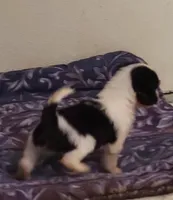 Puff boy AKC, a male Chinese Crested for sale in Mount Olive, NC – Photo 7 of 10