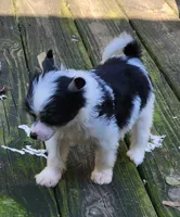 Puff boy AKC, a male Chinese Crested for sale in Mount Olive, NC – Photo 6 of 10