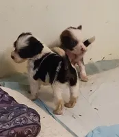 Puff boy AKC, a male Chinese Crested for sale in Mount Olive, NC – Photo 10 of 10