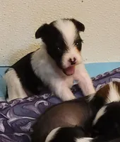 Puff boy AKC, a male Chinese Crested for sale in Mount Olive, NC – Photo 9 of 10