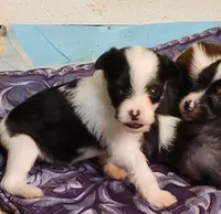 Puff boy AKC, a male Chinese Crested for sale in Mount Olive, NC – Photo 8 of 10