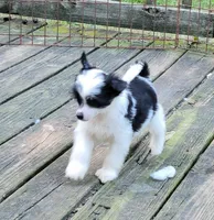 Puff boy AKC, a male Chinese Crested for sale in Mount Olive, NC – Photo 1 of 10