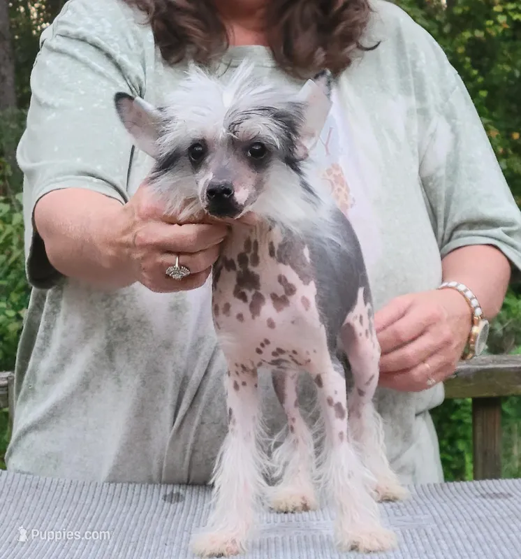 Hairless AKC boy 1, a male Chinese Crested for sale in Mount Olive, NC – Photo 1 of 4