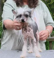 Hairless AKC boy 1, a male Chinese Crested for sale in Mount Olive, NC – Photo 1 of 4