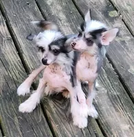 Hairless AKC boy 1, a male Chinese Crested for sale in Mount Olive, NC – Photo 4 of 4