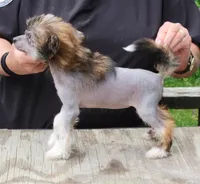 Wild thing, a female Chinese Crested for sale in Mount Olive, NC – 2 of 3
