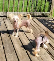 Wild Thing TINY, a female Chinese Crested for sale in Mount Olive, NC – 5 of 5