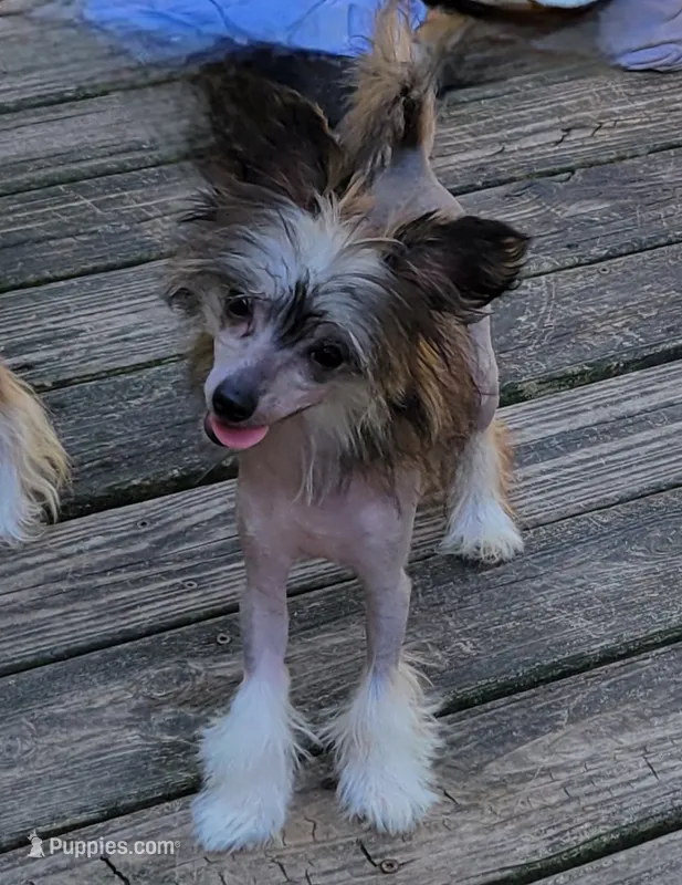 Wild Thing TINY – Chinese Crested puppy for sale in Mount Olive, NC