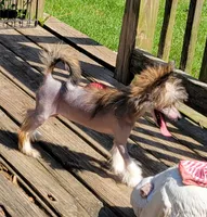Wild Thing TINY, a female Chinese Crested for sale in Mount Olive, NC – 3 of 5