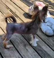 Wild Thing TINY, a female Chinese Crested for sale in Mount Olive, NC – 4 of 5