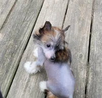 Wild thing, a female Chinese Crested for sale in Mount Olive, NC – 3 of 3