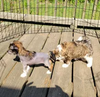 Wild thing, a female Chinese Crested for sale in Mount Olive, NC – 3 of 3