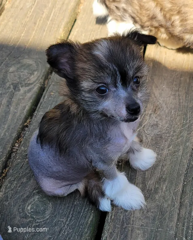 Wild thing – Chinese Crested puppy for sale in Mount Olive, NC