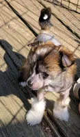 Wild thing, a female Chinese Crested for sale in Mount Olive, NC – 2 of 3