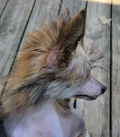 Wild Thing TINY, a female Chinese Crested for sale in Mount Olive, NC – 2 of 5