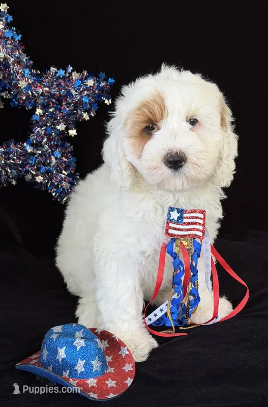 Maine – Australian Labradoodle puppy for sale in Washington, NC