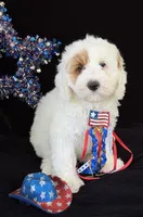 Maine, a male Australian Labradoodle for sale in Washington, NC – 1 of 3