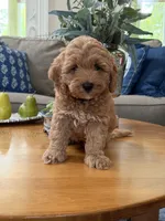 Colorado, a male Australian Labradoodle for sale in Washington, NC – 3 of 4
