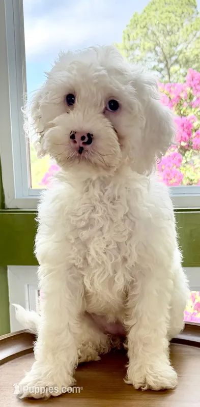 Carolina – Australian Labradoodle puppy for sale in Washington, NC