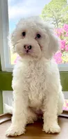 Carolina, a female Australian Labradoodle for sale in Washington, NC – 1 of 4
