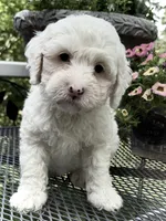 Carolina, a female Australian Labradoodle for sale in Washington, NC – 2 of 4