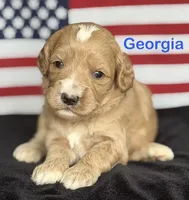 Georgia, a female Australian Labradoodle for sale in Washington, NC – 4 of 4