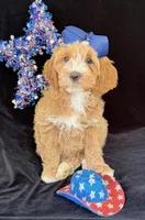 Georgia, a female Australian Labradoodle for sale in Washington, NC – 2 of 4