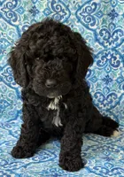 Poppy, a male Australian Labradoodle for sale in Washington, NC – 2 of 3