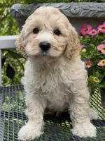 Dakota, a male Australian Labradoodle for sale in Washington, NC – 2 of 2