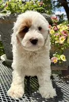 Maine, a male Australian Labradoodle for sale in Washington, NC – 3 of 3