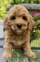 Colorado, a male Australian Labradoodle for sale in Washington, NC – 2 of 4