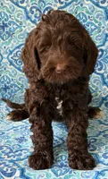 Tulip, a female Australian Labradoodle for sale in Washington, NC – 2 of 3